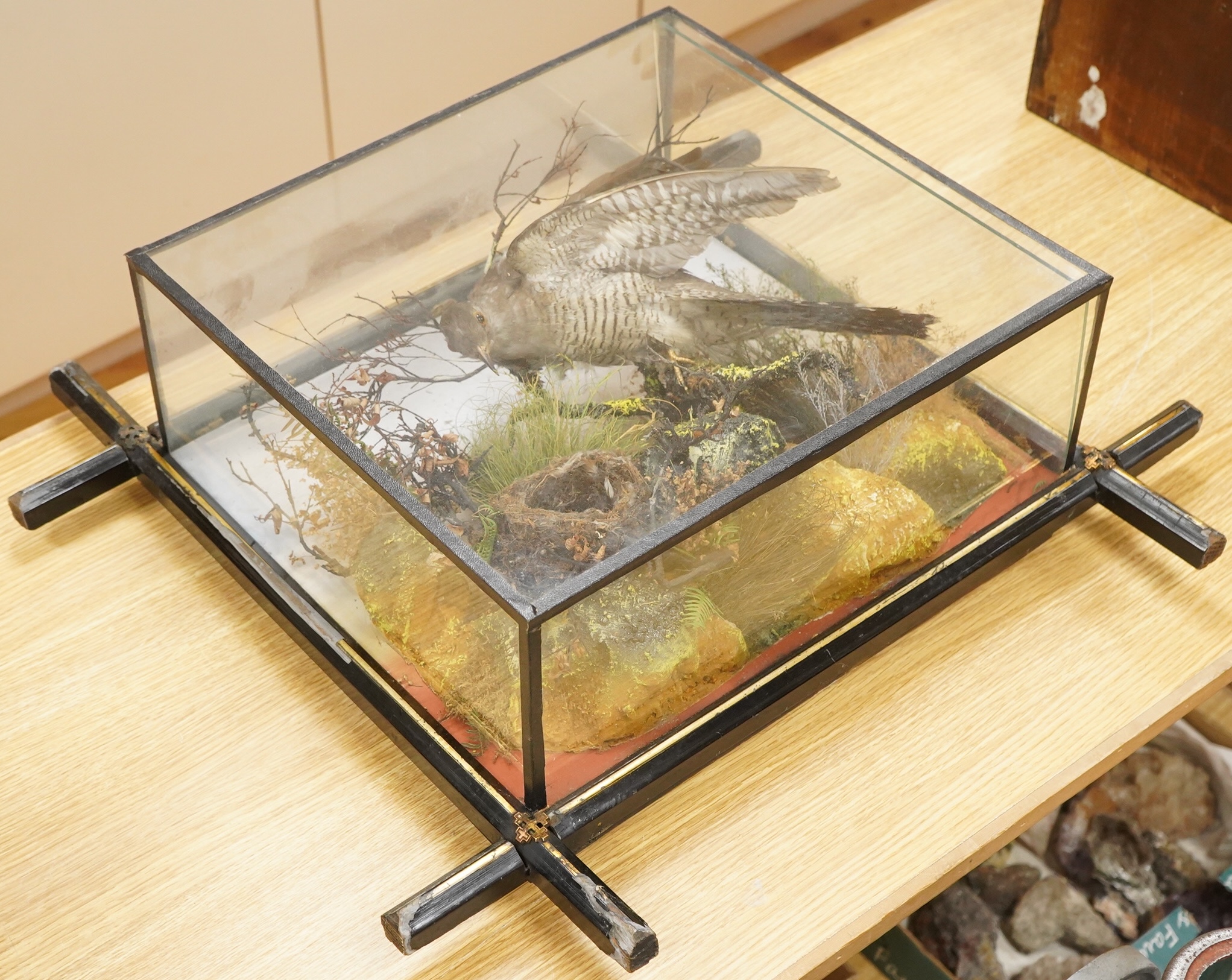 A Victorian taxidermy display of a cuckoo with a nest in foliage, contained within a wool hanging a glass cabinet with ebonised frame, 58cm high, 62cm wide, 18cm deep
